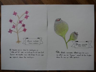 Herbier créé par Chloé Decavèle (4ème) © 